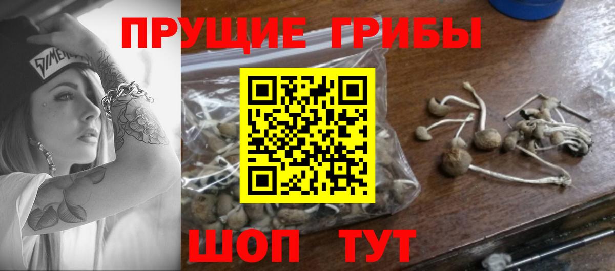 Чистополь  Галлюциногенные грибы прущие грибы  Вход с VPN  Галлюциногенные грибы Psilocybine cubensis 